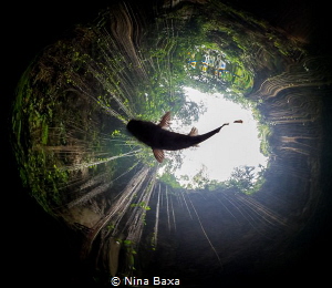 Cenote Silhoette - Little Rhamdia Catfish in a Mexican Ce... by Nina Baxa 